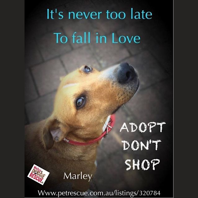 Photo of Marley
