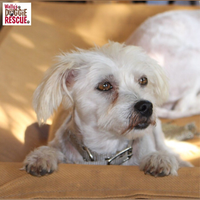 Photo of Missy