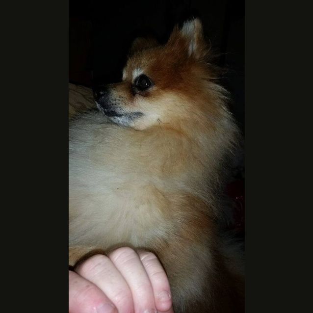 Photo of Austin (Adoption Pending)