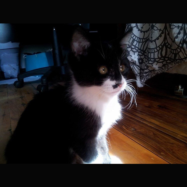 Photo of Nevada $80 To Adopt!