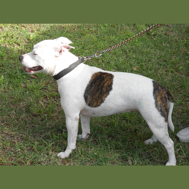 Photo of Stella