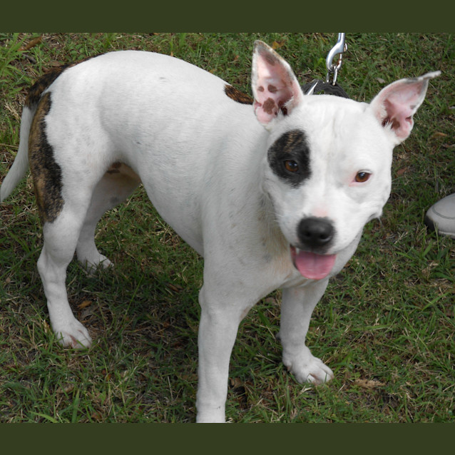 Photo of Stella