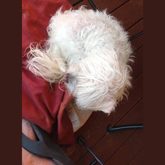 Photo of Indi