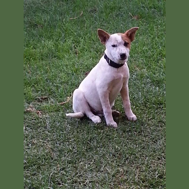 Photo of Buster