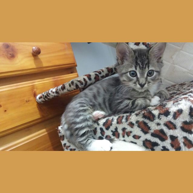 Photo of Morty (Special Needs)