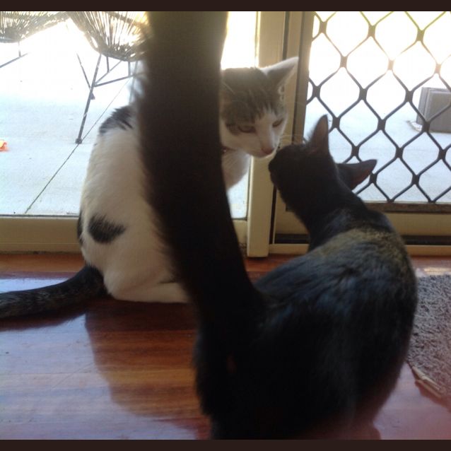 Photo of Mex (The Pet House, Tuggerah)