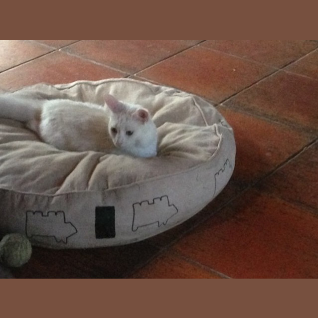 Photo of Penny