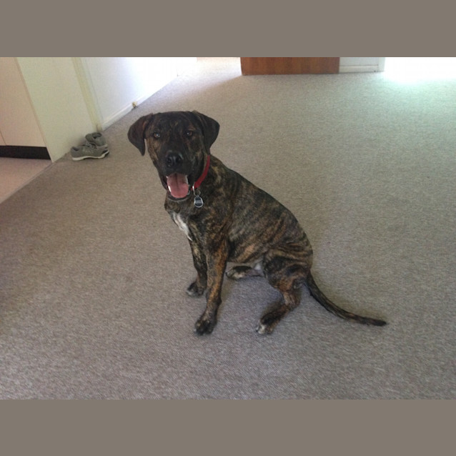 Photo of Jasper 