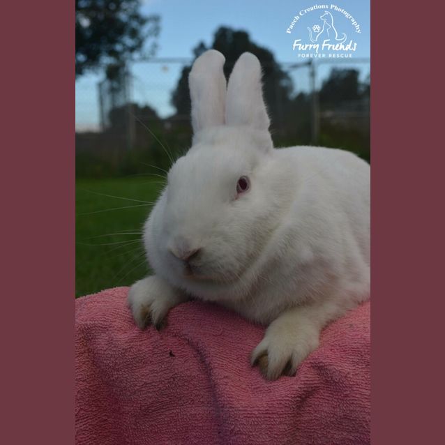 Photo of Ivory