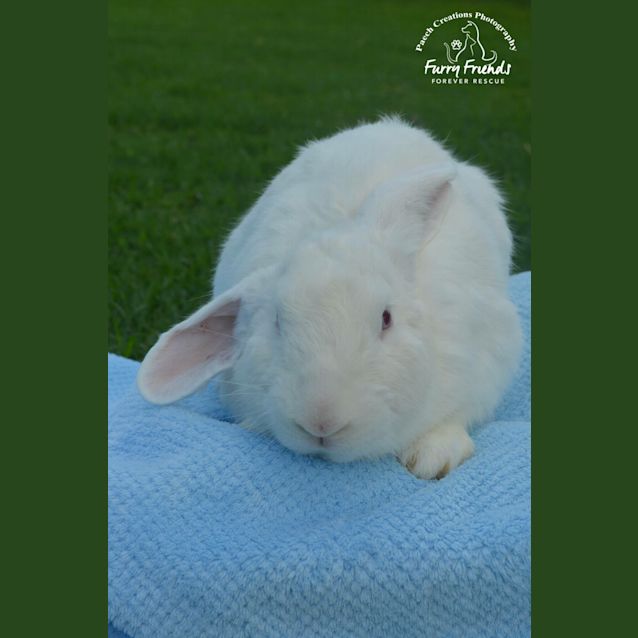 Photo of Blanco
