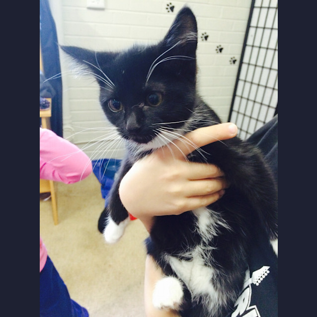 Photo of Kitty Paws Reduced To $80