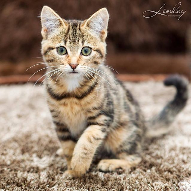 Photo of Tawny