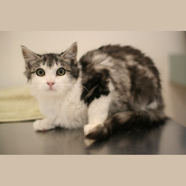 Photo of Luke (Meet Me At Vets On Parker)