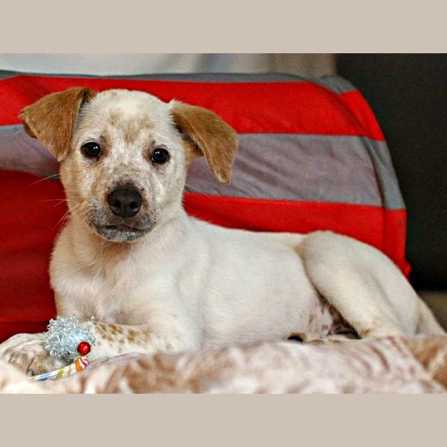 Photo of Chad ~ Bull Arab X Small Breed (On Trial 26/7/15)