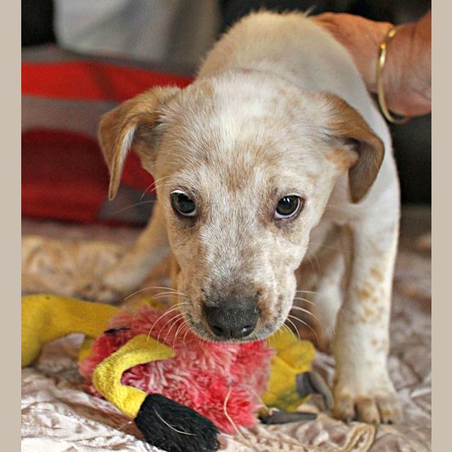 Photo of Chad ~ Bull Arab X Small Breed (On Trial 26/7/15)