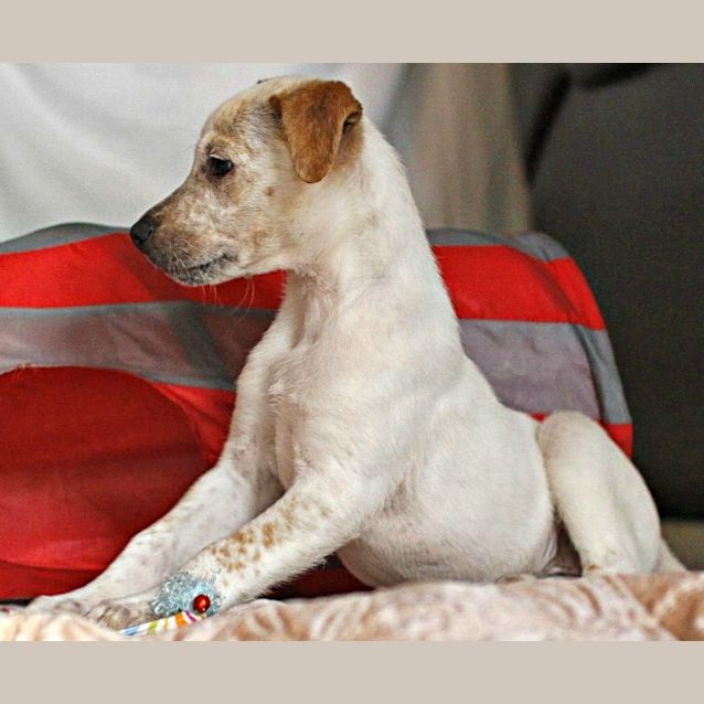 Photo of Chad ~ Bull Arab X Small Breed (On Trial 26/7/15)