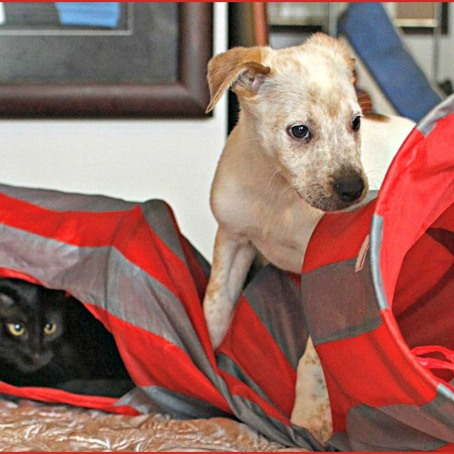 Photo of Chad ~ Bull Arab X Small Breed (On Trial 26/7/15)