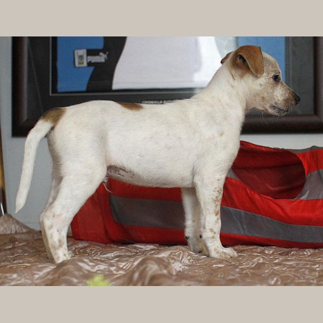 Photo of Chad ~ Bull Arab X Small Breed (On Trial 26/7/15)