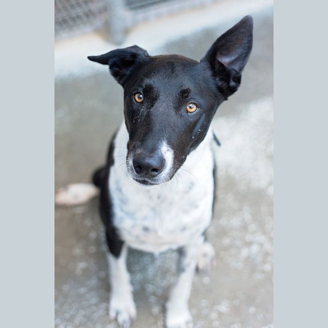 Photo of Skye