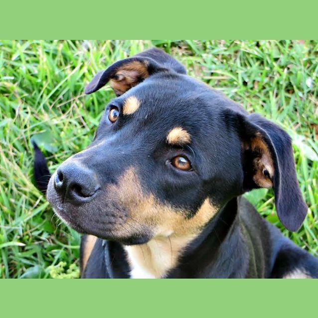Photo of Mitch ~ Kelpie X (On Trial 16/5/15)