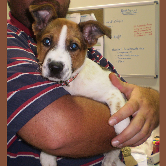 Photo of Bundy(was Candy)