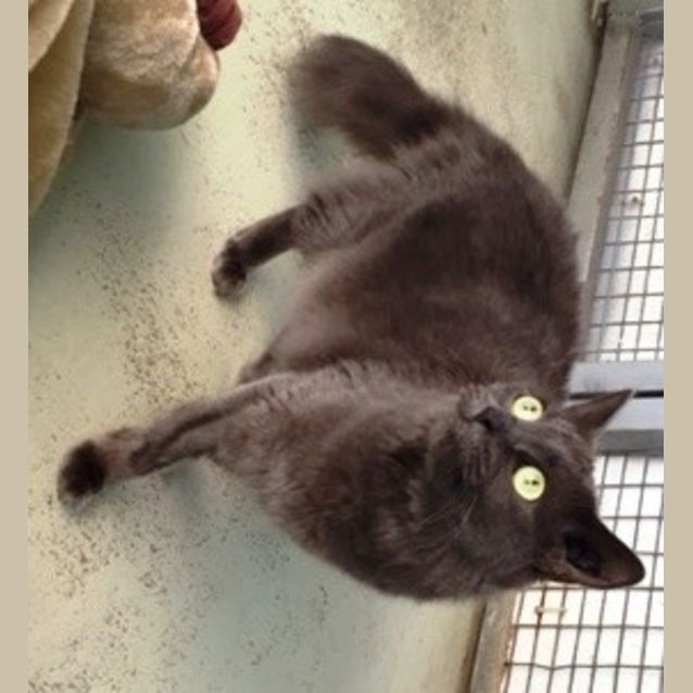Photo of Kitty