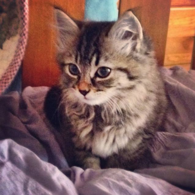 Photo of Blossom