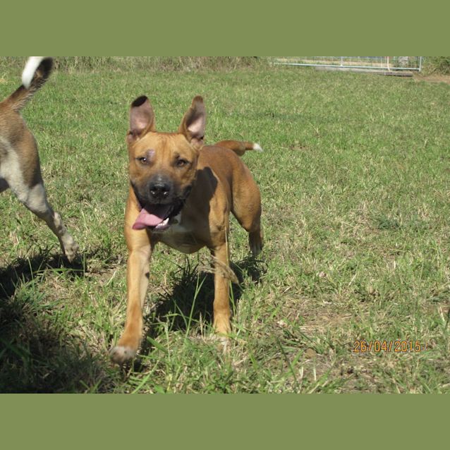 Photo of Nitro (Adoption Pending)