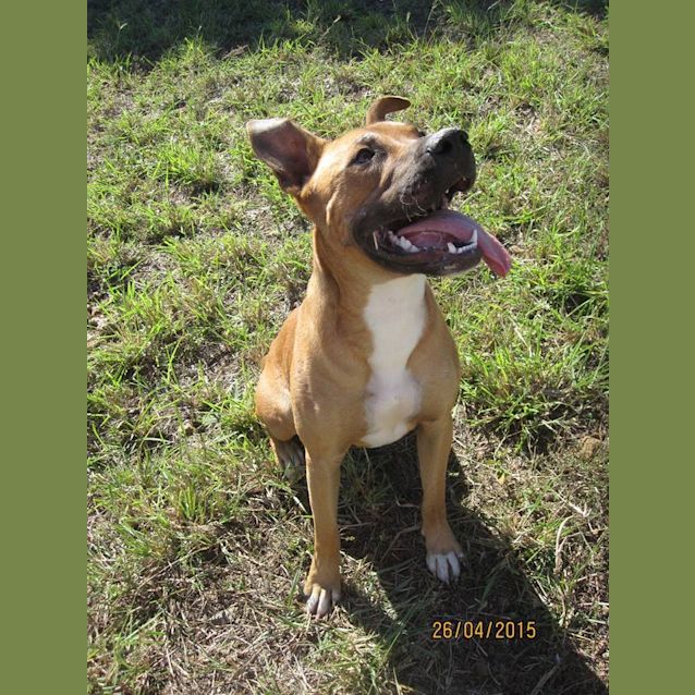 Photo of Nitro (Adoption Pending)