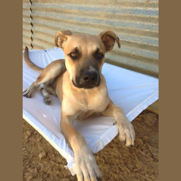 Photo of Aston (At Rspca Big Adopt Day Sept 19 Brisbane)