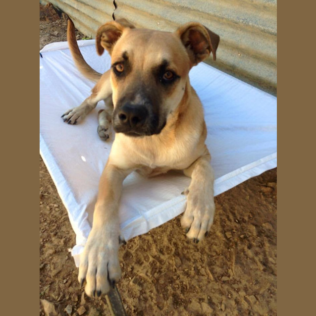 Photo of Aston (At Rspca Big Adopt Day Sept 19 Brisbane)