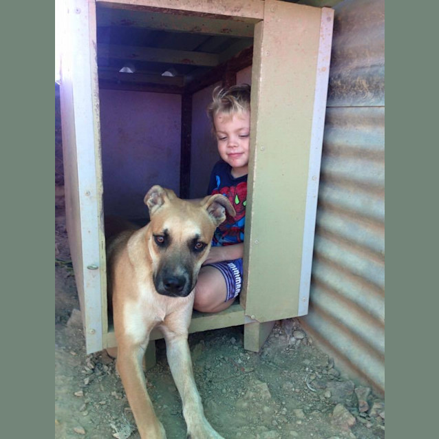 Photo of Aston (At Rspca Big Adopt Day Sept 19 Brisbane)