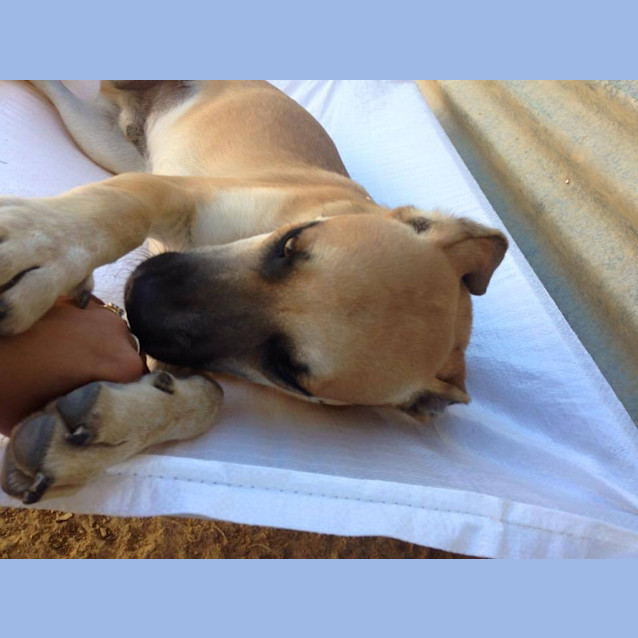 Photo of Aston (At Rspca Big Adopt Day Sept 19 Brisbane)