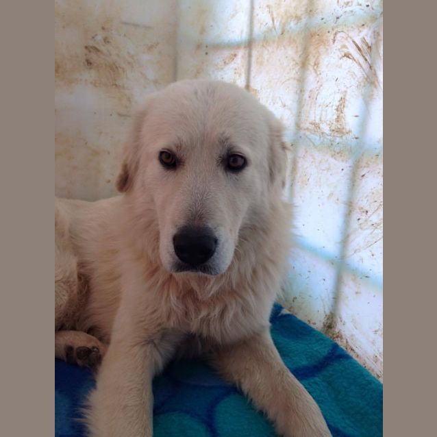 Photo of Lucky (Adoption Pending)