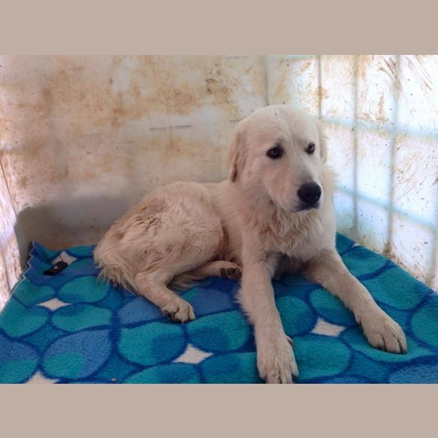 Photo of Lucky (Adoption Pending)
