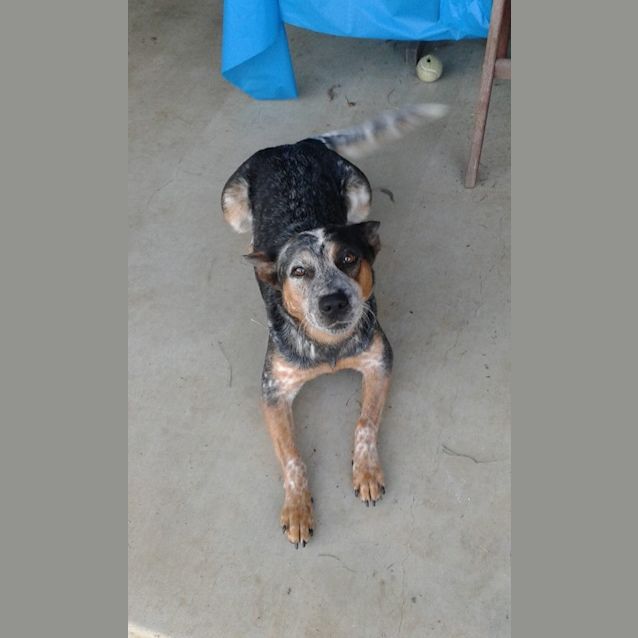 Photo of Sapphire (Adoption Pending)