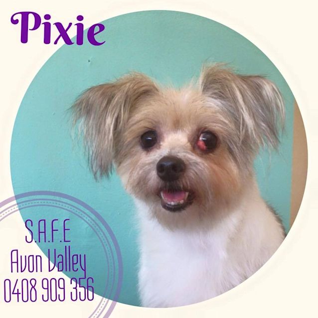 Photo of Pixie