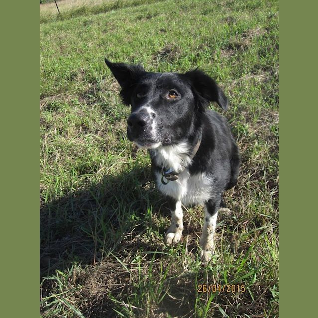 Photo of Zeek (Adoption Pending)
