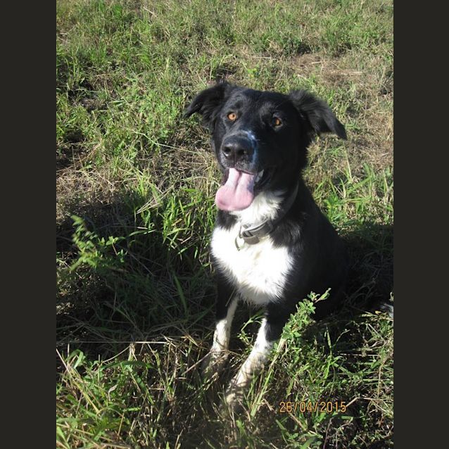 Photo of Zeek (Adoption Pending)