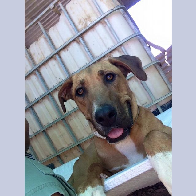 Photo of Missy (At Rspca Big Adopt Day Sept 19 Brisbane)