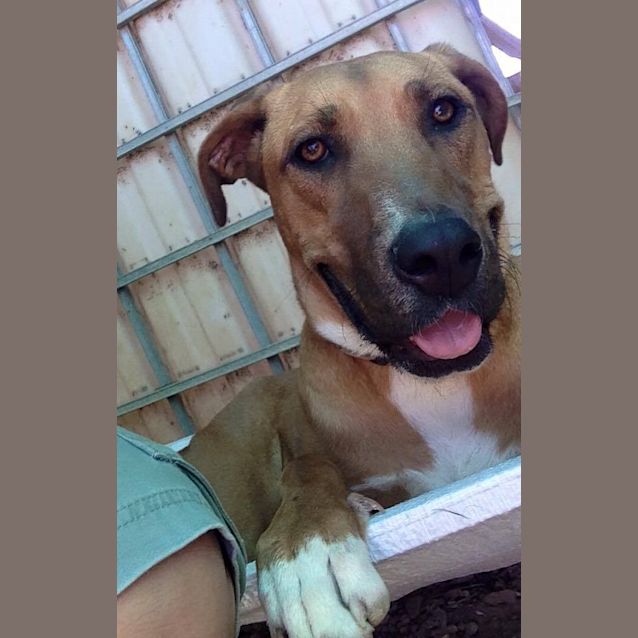 Photo of Missy (At Rspca Big Adopt Day Sept 19 Brisbane)