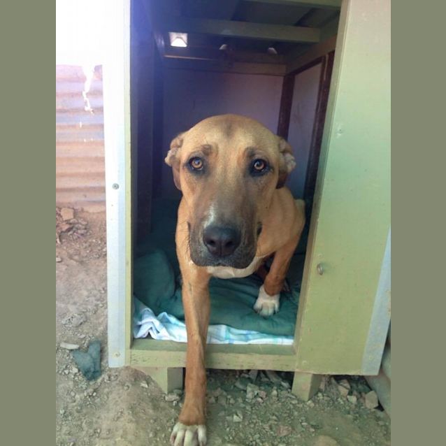 Photo of Missy (At Rspca Big Adopt Day Sept 19 Brisbane)