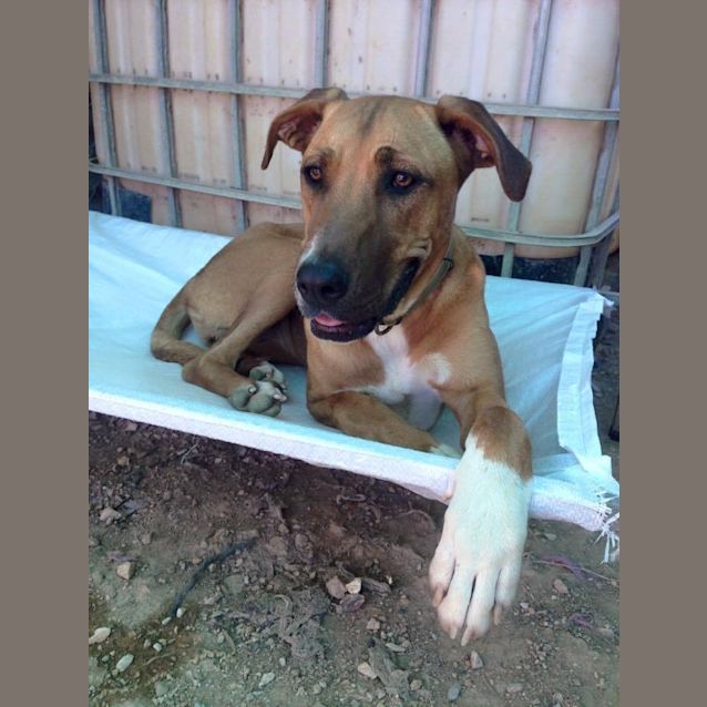 Photo of Missy (At Rspca Big Adopt Day Sept 19 Brisbane)
