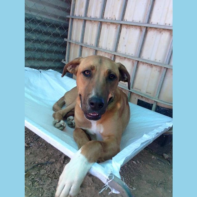 Photo of Missy (At Rspca Big Adopt Day Sept 19 Brisbane)