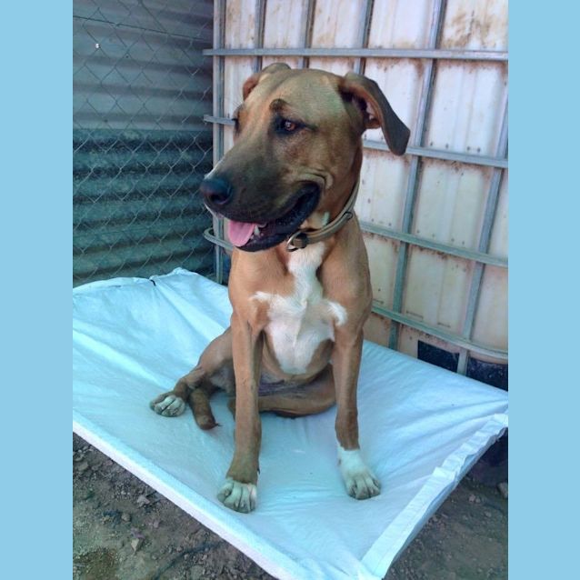 Photo of Missy (At Rspca Big Adopt Day Sept 19 Brisbane)