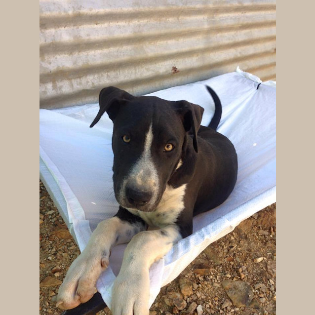 Photo of Louis (Adoption Pending)