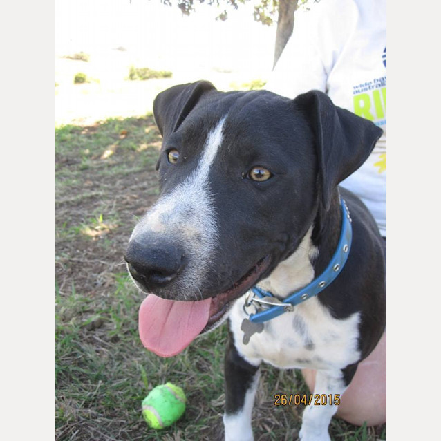 Photo of Louis (Adoption Pending)