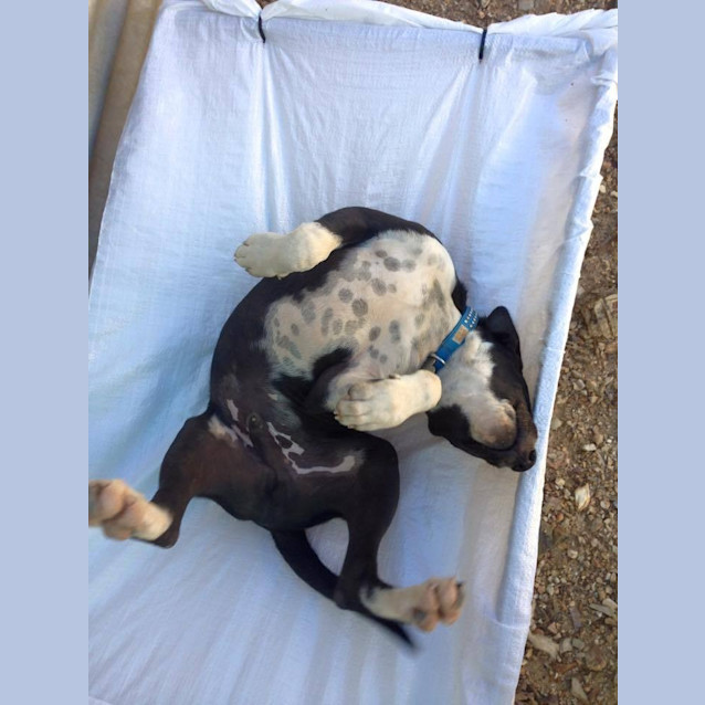 Photo of Louis (Adoption Pending)