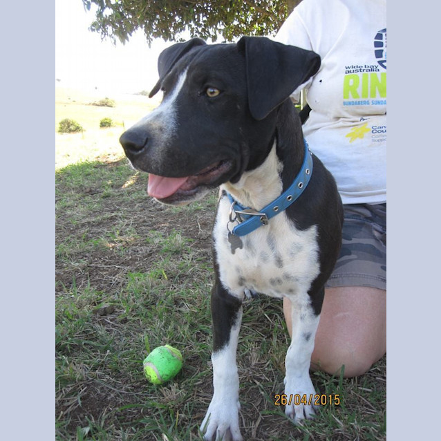 Photo of Louis (Adoption Pending)