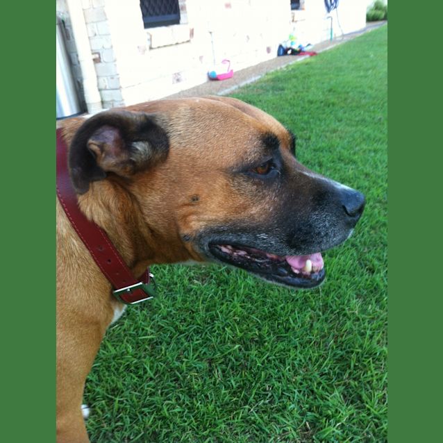 Photo of Lucy (Adoption Pending)